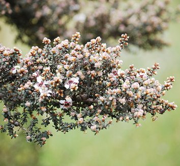 Leptospermum lanigerum 1 flower