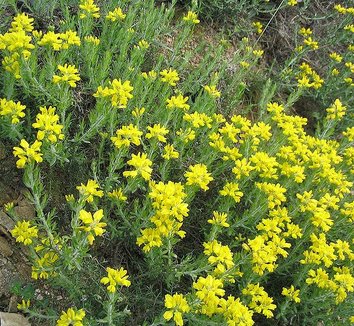 Genista hispanica 1 flower