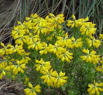 Genista hispanica 3 flower