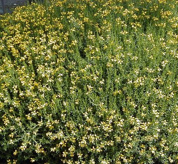 Genista hispanica 4 flower