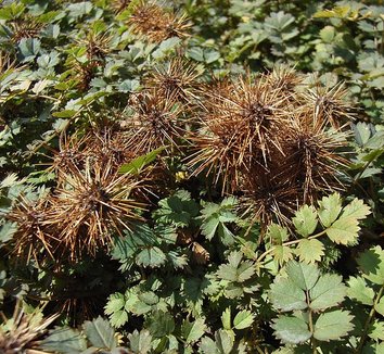 Acaena microphylla 1