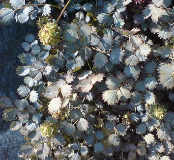 Acaena microphylla 4