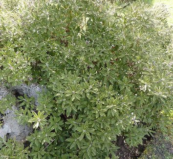 Brachyglottis monroi 6 form