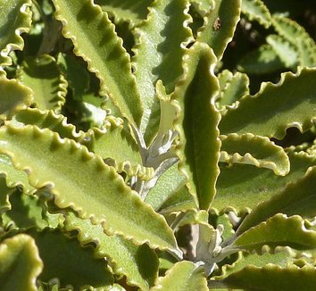 Brachyglottis monroi 5