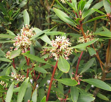 Drimys lanceolata 8 flower