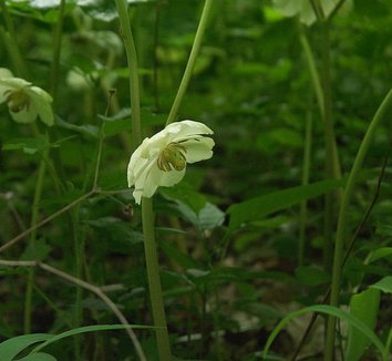 Podophyllum peltatum 3 flower