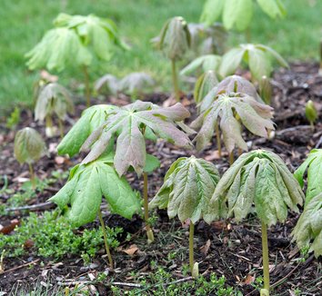 Podophyllum peltatum 27
