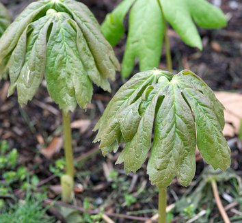 Podophyllum peltatum 28