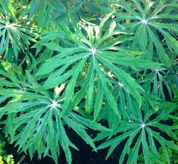 Syneilesis x hybrida 4