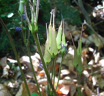 Soldanella montana 1
