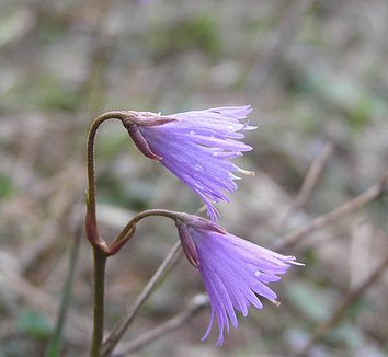 Soldanella montana 5 flower