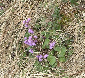 Soldanella montana 6 flower