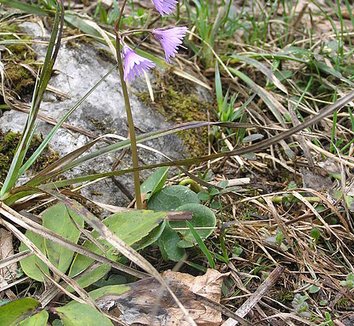 Soldanella montana 7 form