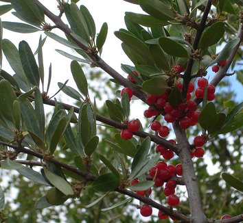Shepherdia argentea 6 fruit