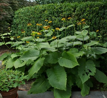 Telekia speciosa Buphthalmum speciosum Heartleaf Oxeye OxEye