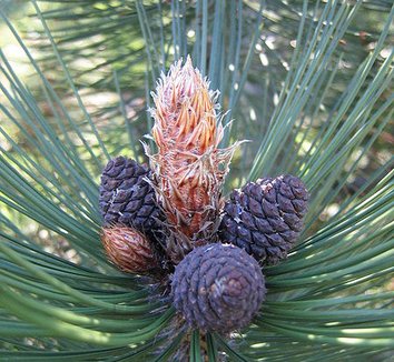 Pinus leucodermis 'Satellit' 8 cones
