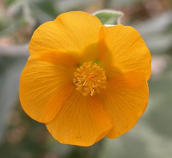 Abutilon palmeri 1 flower