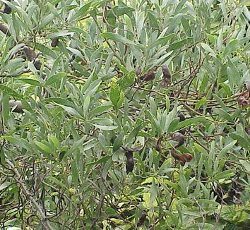 Acacia melanoxylon 1