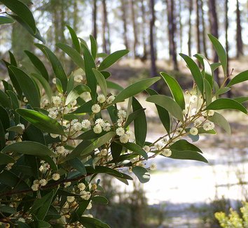 Acacia melanoxylon 2 flower