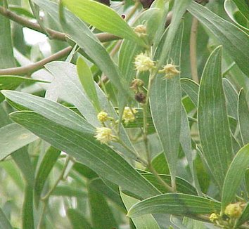 Acacia melanoxylon 4 flower