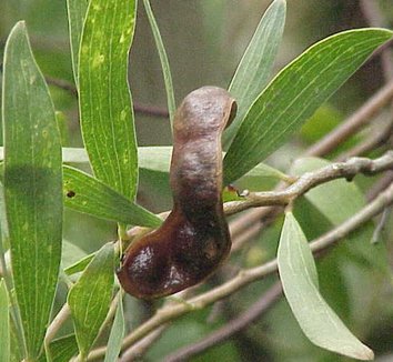 Acacia melanoxylon 5