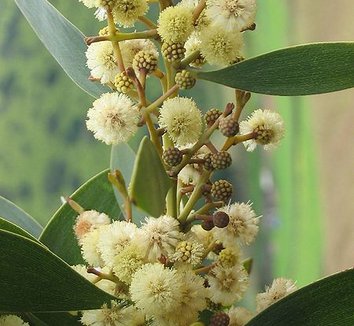 Acacia melanoxylon 7 flower