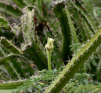 Acanthocereus tetragonus 1 form