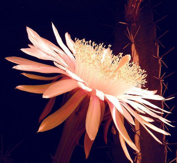 Acanthocereus tetragonus 3 flower