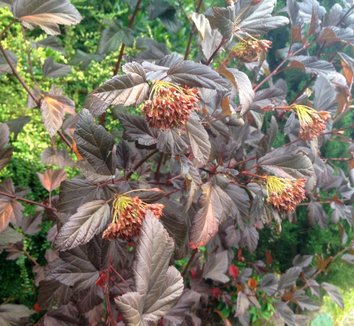 Physocarpus opulifolius 'Coppertina' 10 seedhead