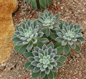 Echeveria leucotricha 1 form