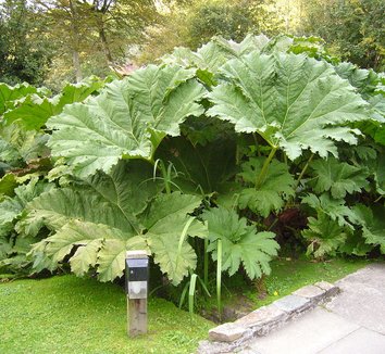 Gunnera manicata 14