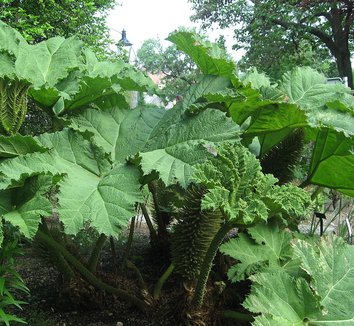 Gunnera manicata 12