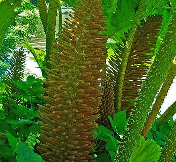 Gunnera manicata 11 flower