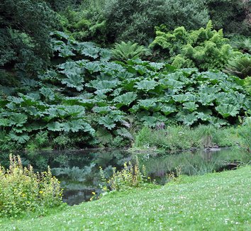 Gunnera manicata 9 landscape