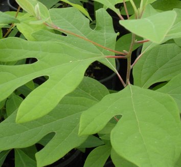 Sassafras albidum 11
