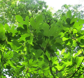 Sassafras albidum 12