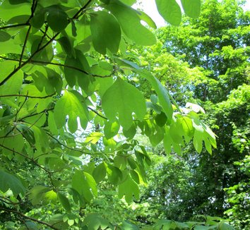 Sassafras albidum 14