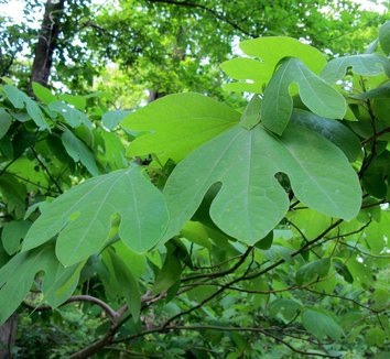 Sassafras albidum 15