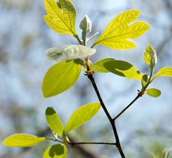 Sassafras albidum 16