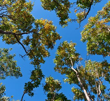 Sassafras albidum 18