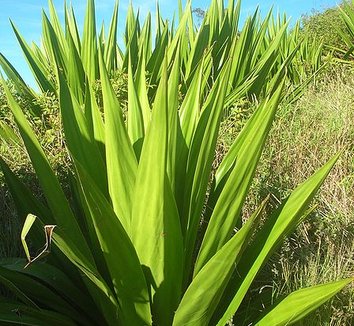 Furcraea foetida 1 form