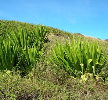 Furcraea foetida 4 form