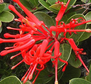 Embothrium coccineum 3 flower
