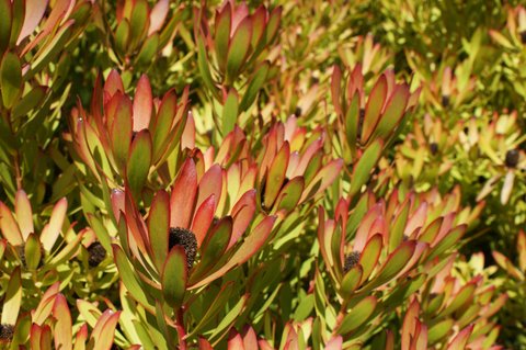 Leucadendron &lsquo;Wilson&rsquo;s Wonder&rsquo; | Wilson&rsquo;s Wonder Cone Bush | Wilson&rsquo;s