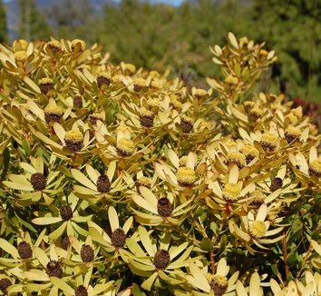 Leucadendron &lsquo;Wilson&rsquo;s Wonder&rsquo; | Wilson&rsquo;s Wonder Cone Bush | Wilson&rsquo;s