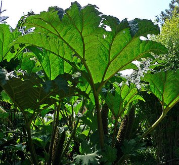 Gunnera tinctoria 8