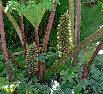 Gunnera tinctoria 9 flower