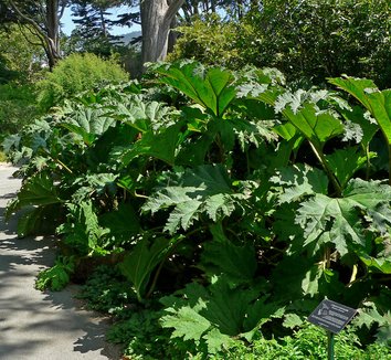 Gunnera tinctoria 14