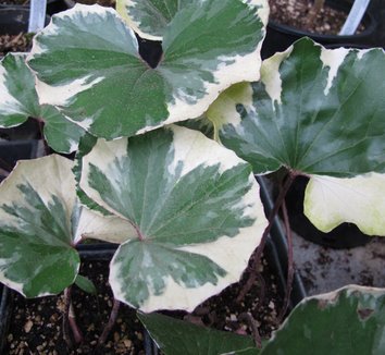 Farfugium japonicum 'Argenteum' 1