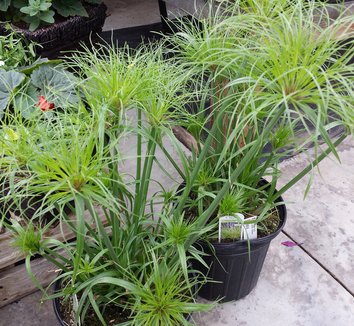 Cyperus papyrus 'Little Tut' 1